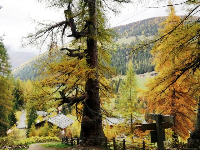 Larchen_Gertraud_Ultental