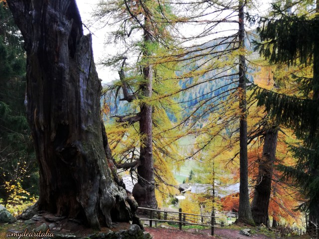 Ultner_Larchen_Ultental